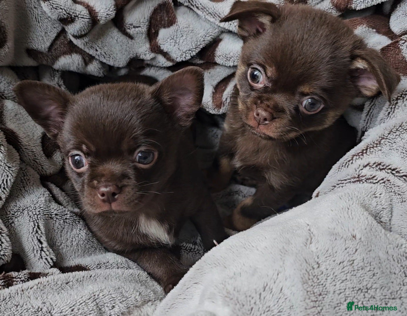 Chihuahua dogs Chihuahua  - Advert 10