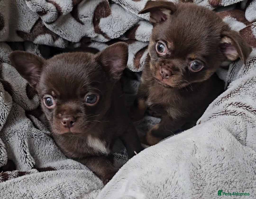 Chihuahua dogs for sale: Chihuahua  - Advert 1