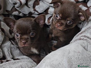 Chihuahua dogs Chihuahua - Advert 2