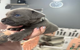 Mixed Breed dogs for sale: staffy x cane corso  - Image 10