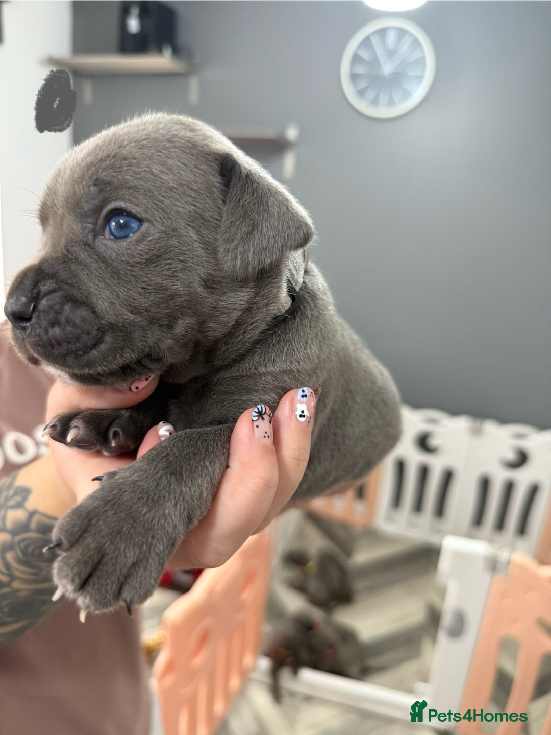 Mixed Breed dogs for sale: staffy x cane corso  - Image 10
