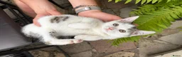 Mixed Breed cats for sale: Free Lovely Kitten Ready To Collect From Today!!😻 - Advert 5