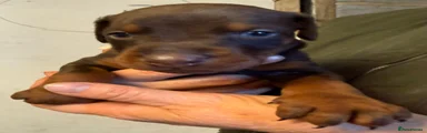 Dobermann 9