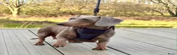 Miniature Dachshund dogs for sale: Beautiful miniature dachshund  - Advert 6