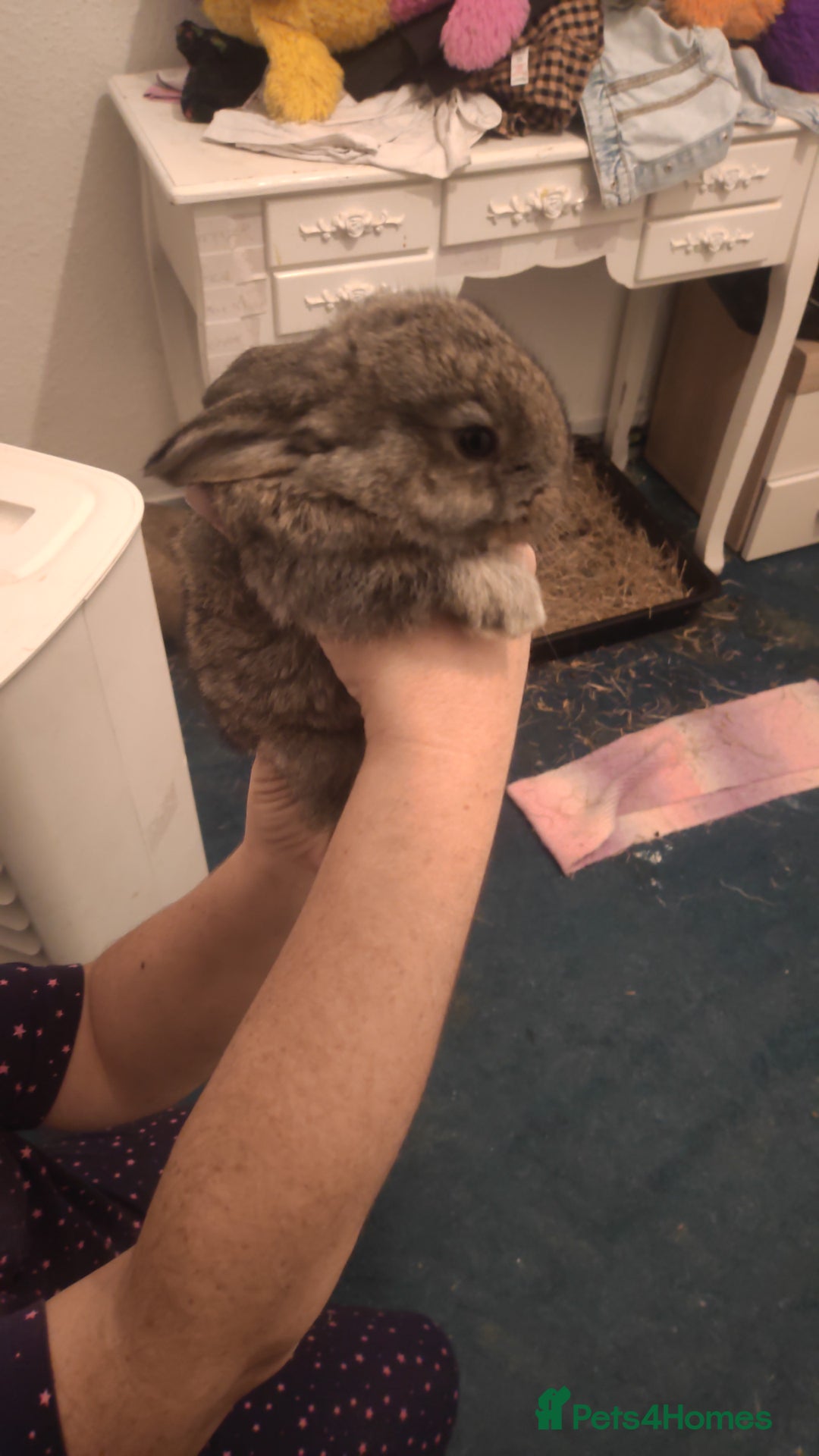 Flemish rabbits for sale: Pure flemish  - Image 13