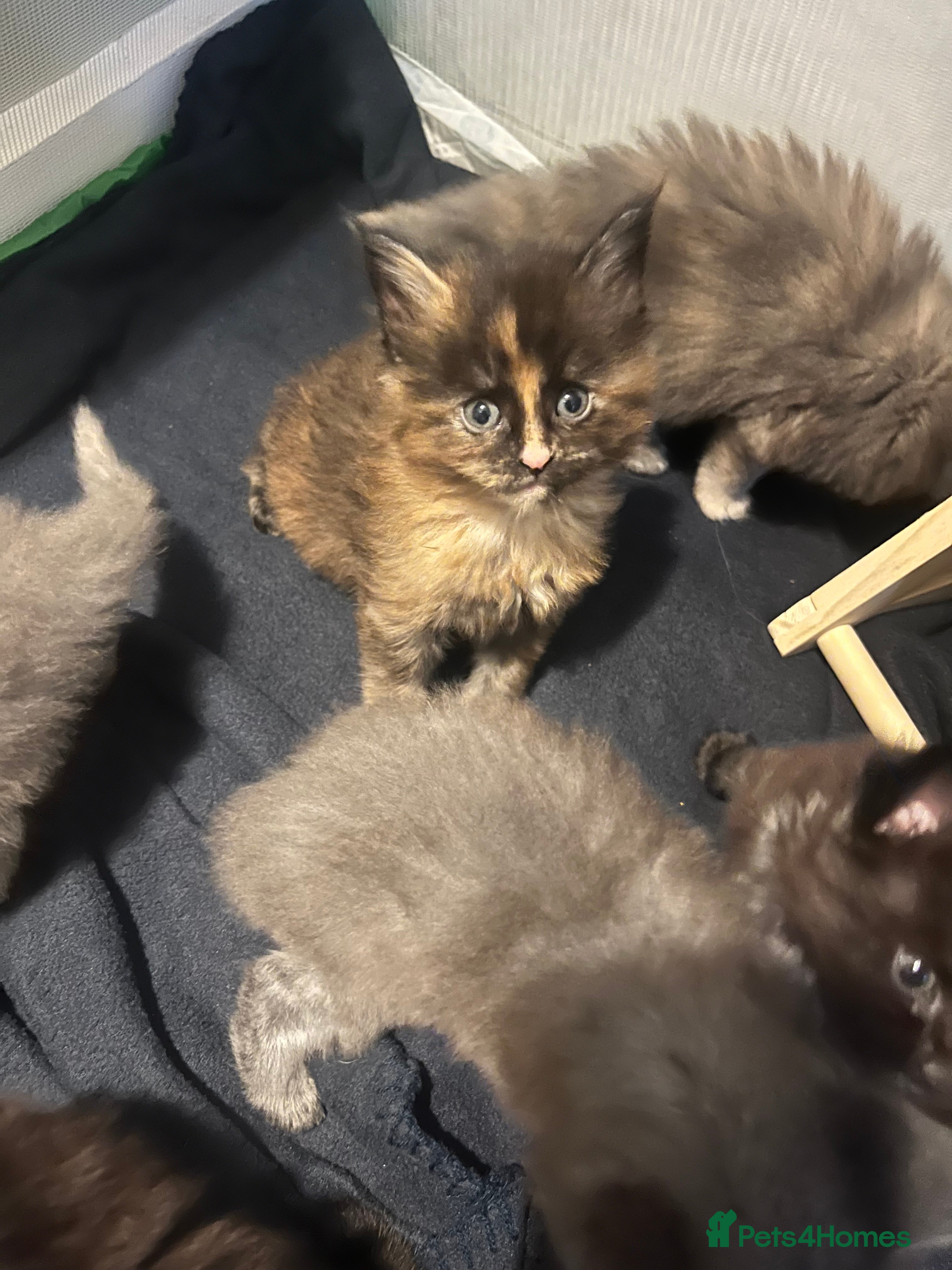 Maine Coon cats Maine coon smoke kittens  - Advert 14