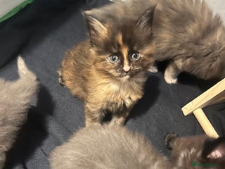 Maine Coon cats Maine coon smoke kittens - Advert 14