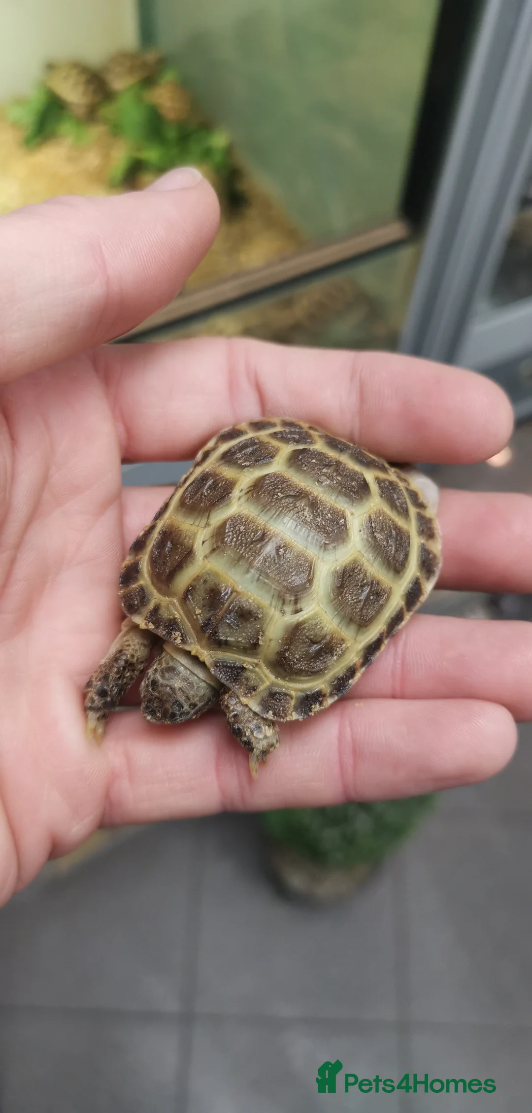 Tortoise reptiles for sale: Beautiful Baby Horsefield Tortoises  - Advert 6