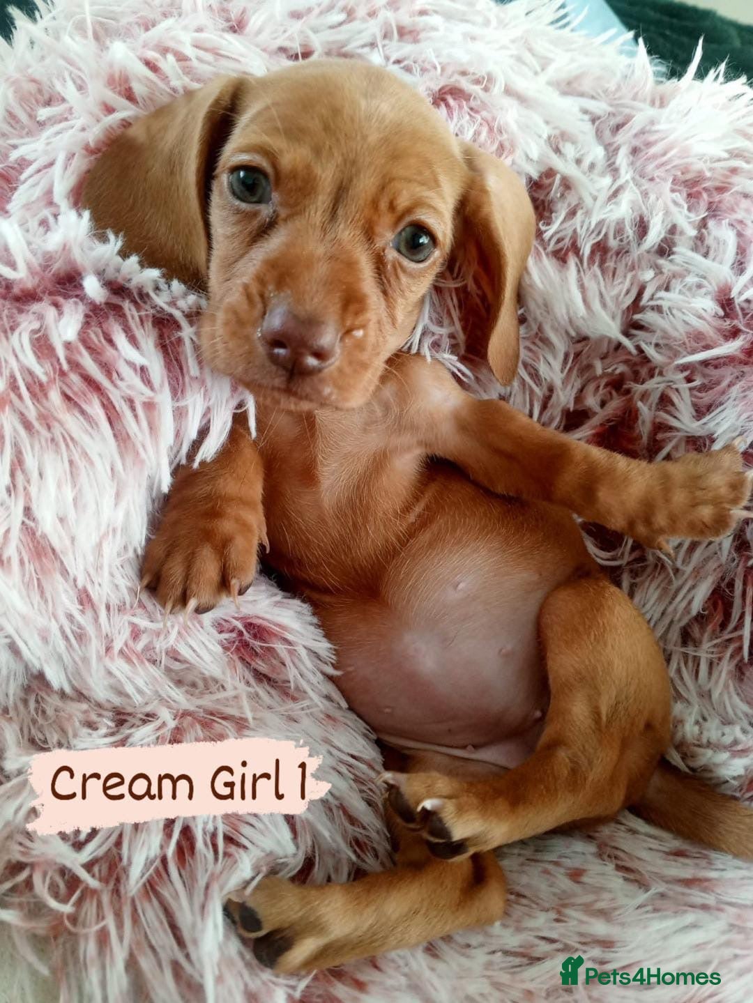 Miniature Dachshund dogs for sale: ✨ Miniature Dachshund– 6 Beautiful Pups! ✨ - Advert 21