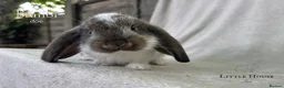 French Lop rabbits for sale: Quality Showline French Lop Bunnies - Advert 10