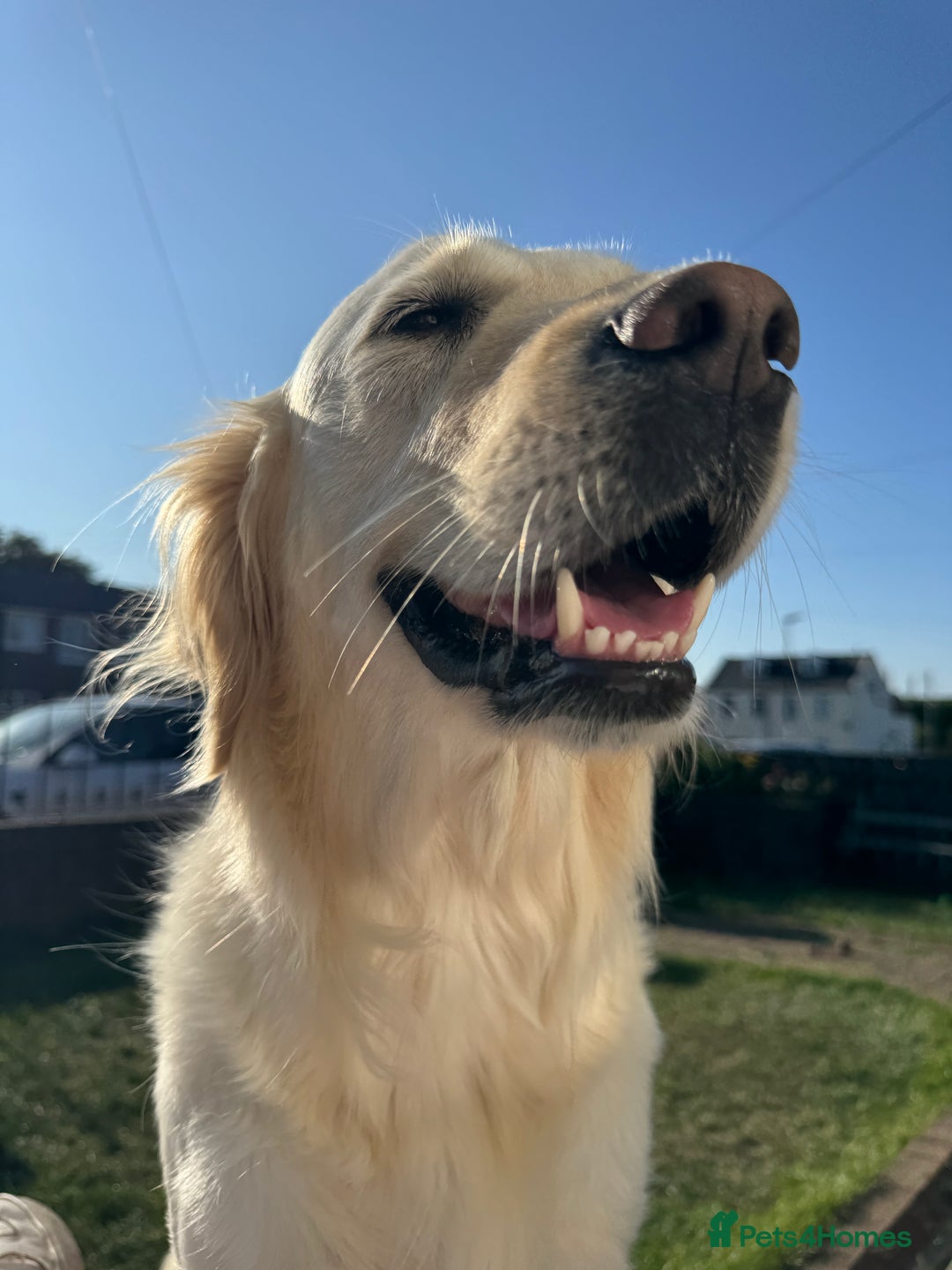 Golden Retriever dogs for sale: KC Registered Goldens born on  **  Day - Advert 3