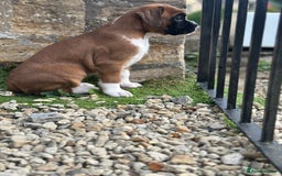 Boxer dogs for sale: Boxer puppy Girl for sale-adorable and cute  - Image 5