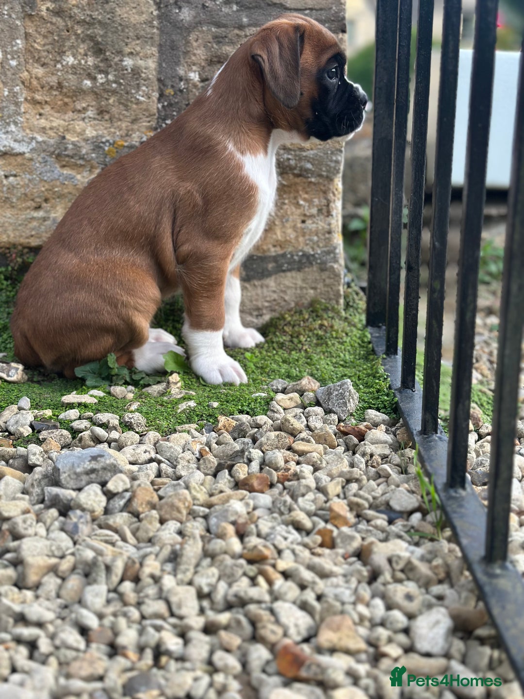Boxer dogs for sale: Boxer puppy Girl for sale-adorable and cute  - Image 5