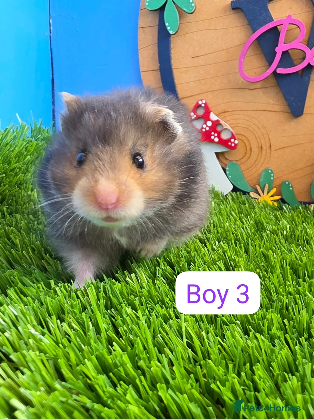 Hamster rodents for sale: Syrian Baby Hamsters Female Male Pedigree  - Advert 9