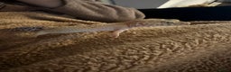 Leopard Gecko reptiles for sale: Friendly leopard gecko - Advert 4