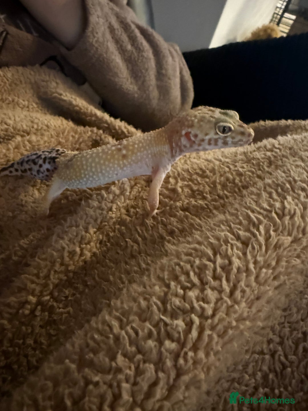 Leopard Gecko reptiles for sale: Friendly leopard gecko - Advert 4