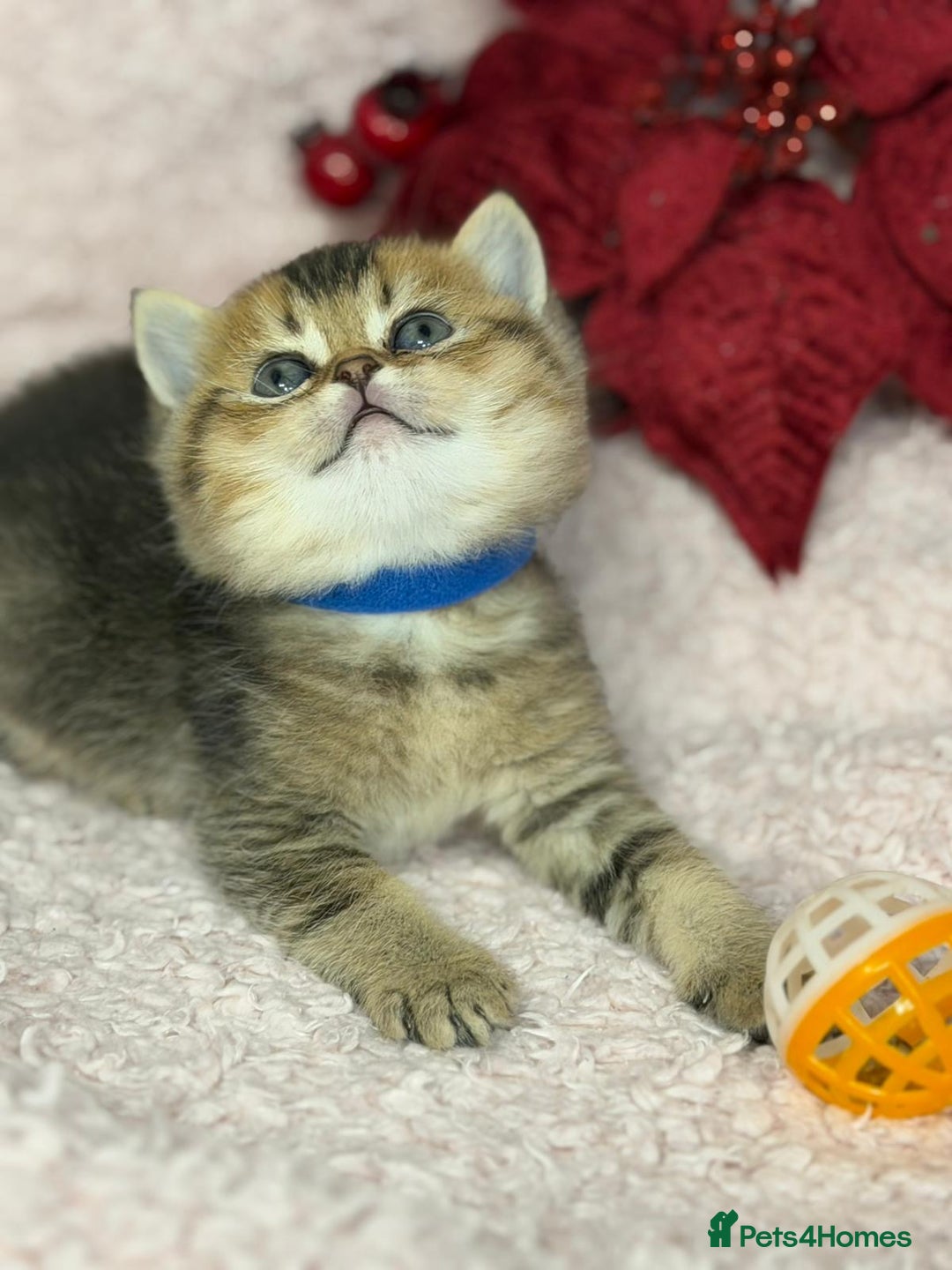 British Shorthair cats for sale: ⭐️Stunning BSH kittens GCCF registered ⭐️ - Advert 2