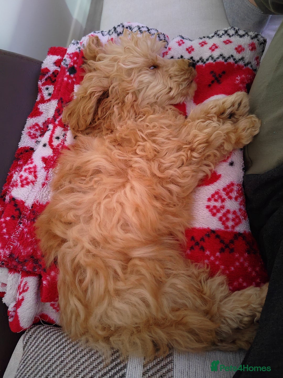 Mixed Breed dogs for sale: Toy X miniatury podle.  - Image 5