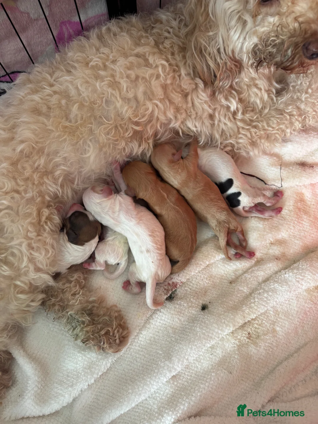 Cockapoo dogs for sale: F2B Parti/apricot miniature cockapoo puppies  in Swansea - Advert 21