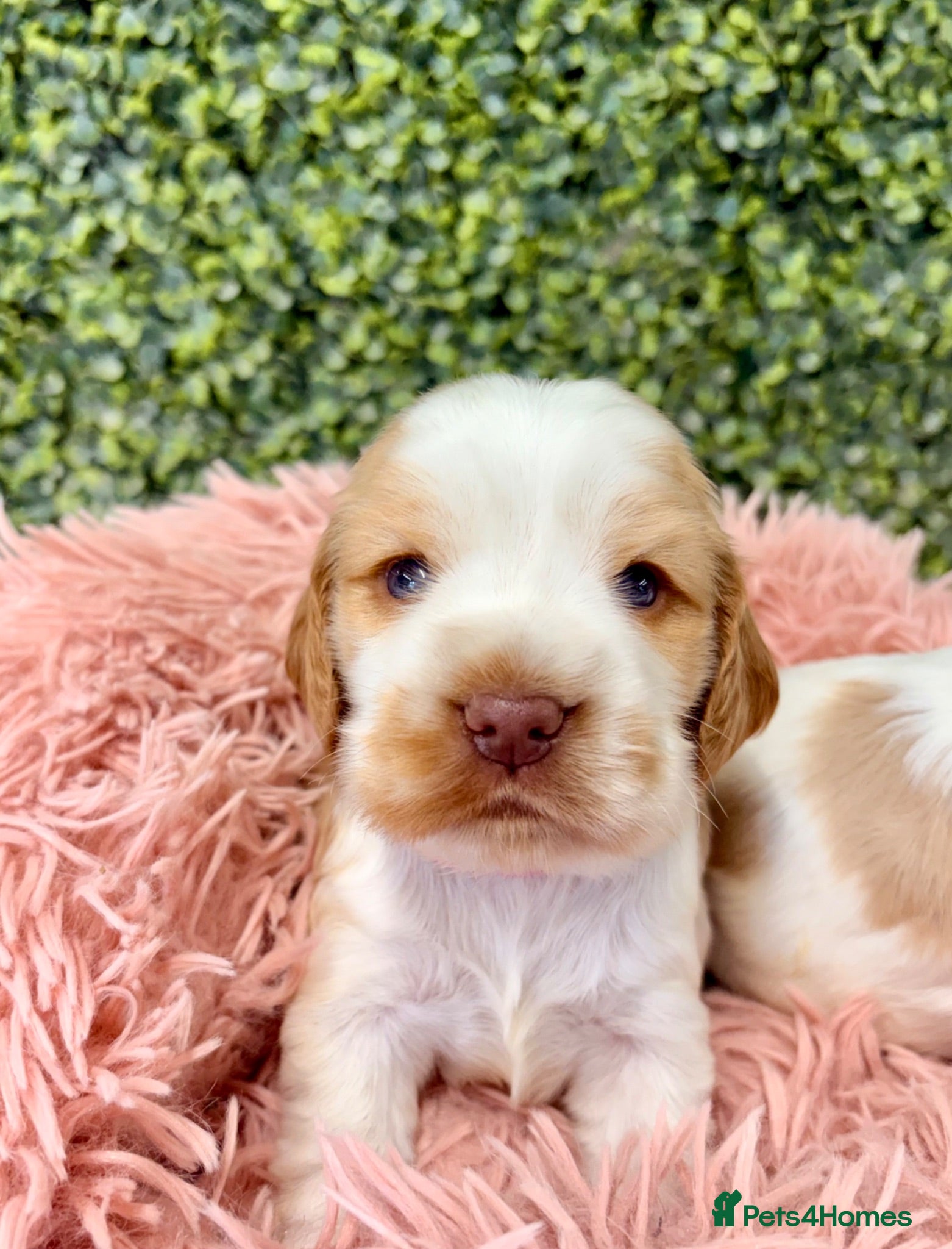 Cocker Spaniel dogs 🧡🤍 KC REG Show cocker Spaniel puppies for sale - Advert 2