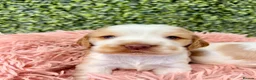 Cocker Spaniel dogs for sale: 🧡🤍 KC REG Show cocker Spaniel puppies for sale - Advert 2