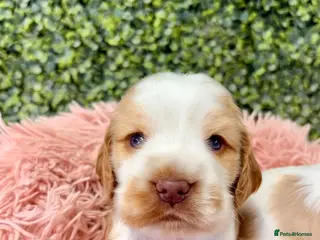 Cocker Spaniel dogs 🧡🤍 KC REG Show cocker Spaniel puppies for sale - Advert 2