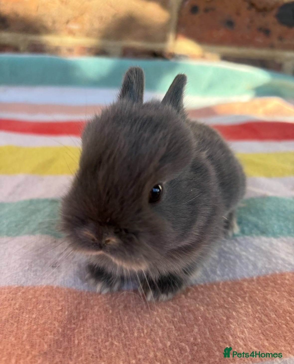 Netherland Dwarf rabbits Sweet Netherland dwarf bunnies  - Advert 1