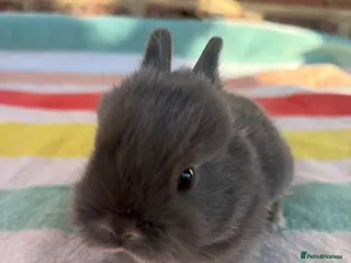 Netherland Dwarf rabbits Sweet Netherland dwarf bunnies - Advert 1