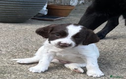 English Springer Spaniel dogs for sale: Springer spaniel puppies - Advert 21