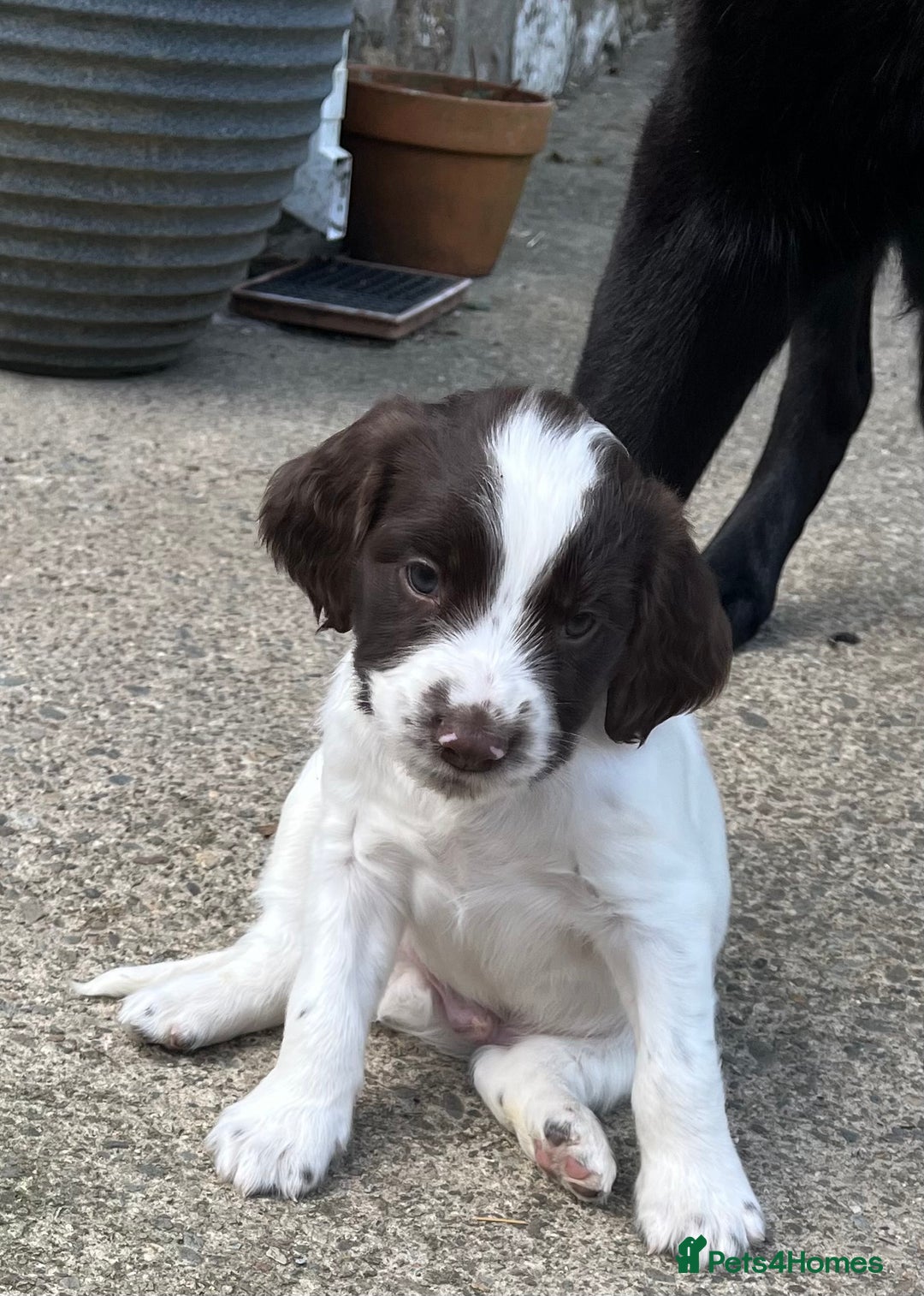 English Springer Spaniel dogs for sale: Springer spaniel puppies - Advert 21
