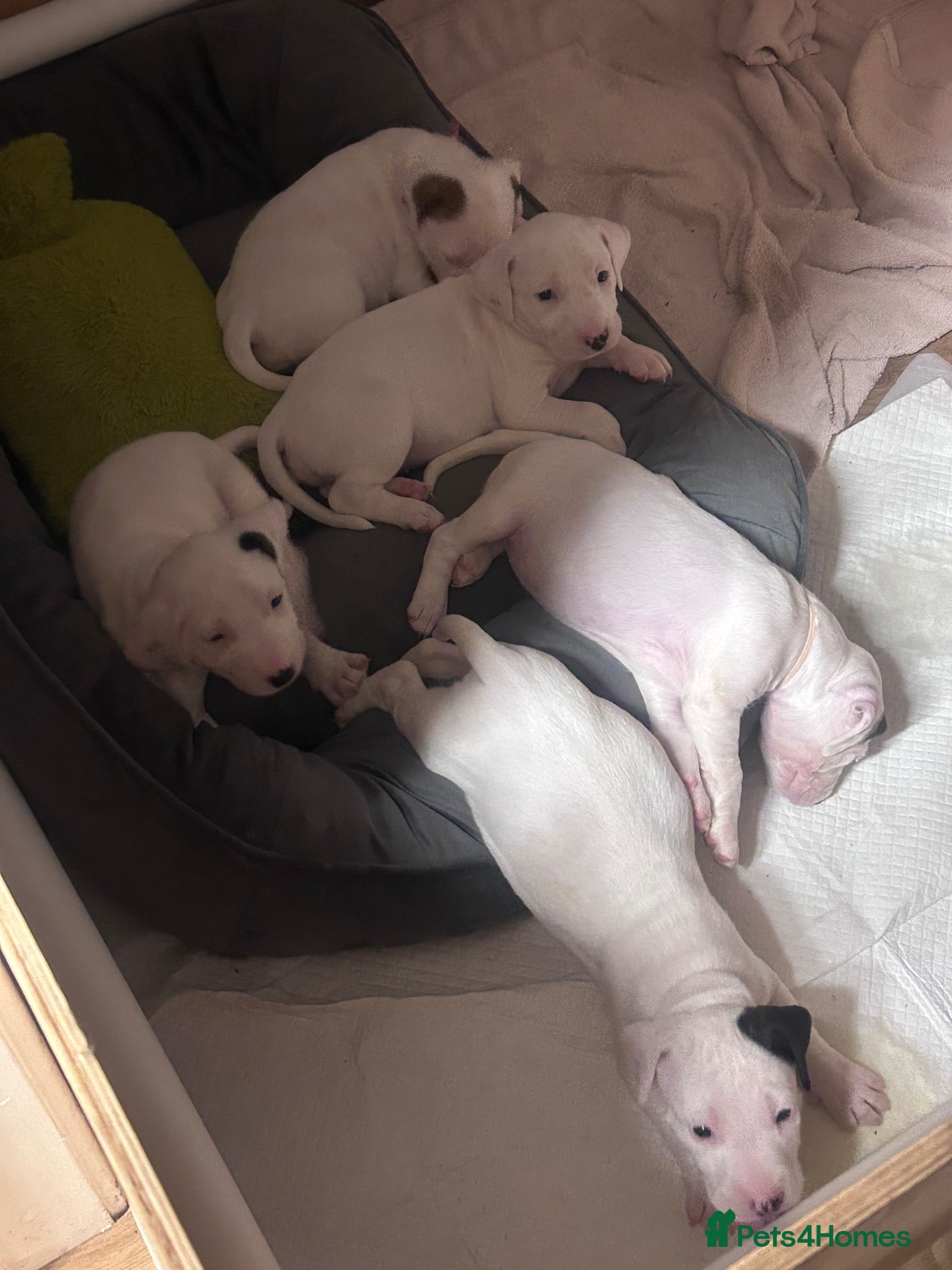 Mixed Breed dogs English bull terrier x Staffordshire bull terrier - Advert 19