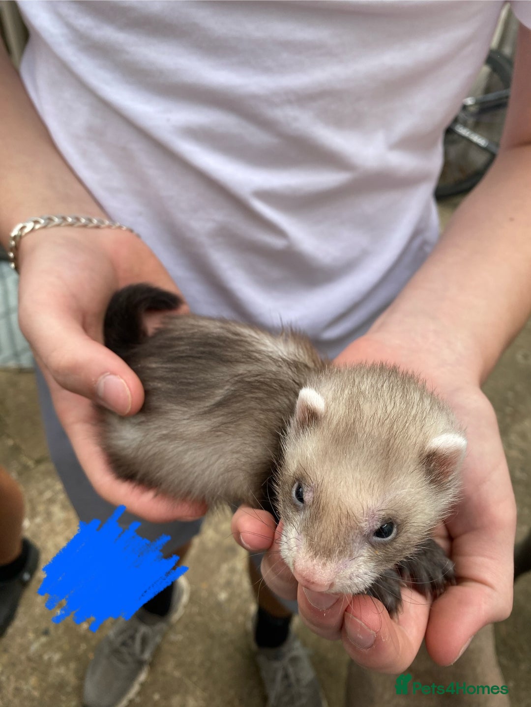 Ferret rodents for sale: Ferrets for sale - Image 7