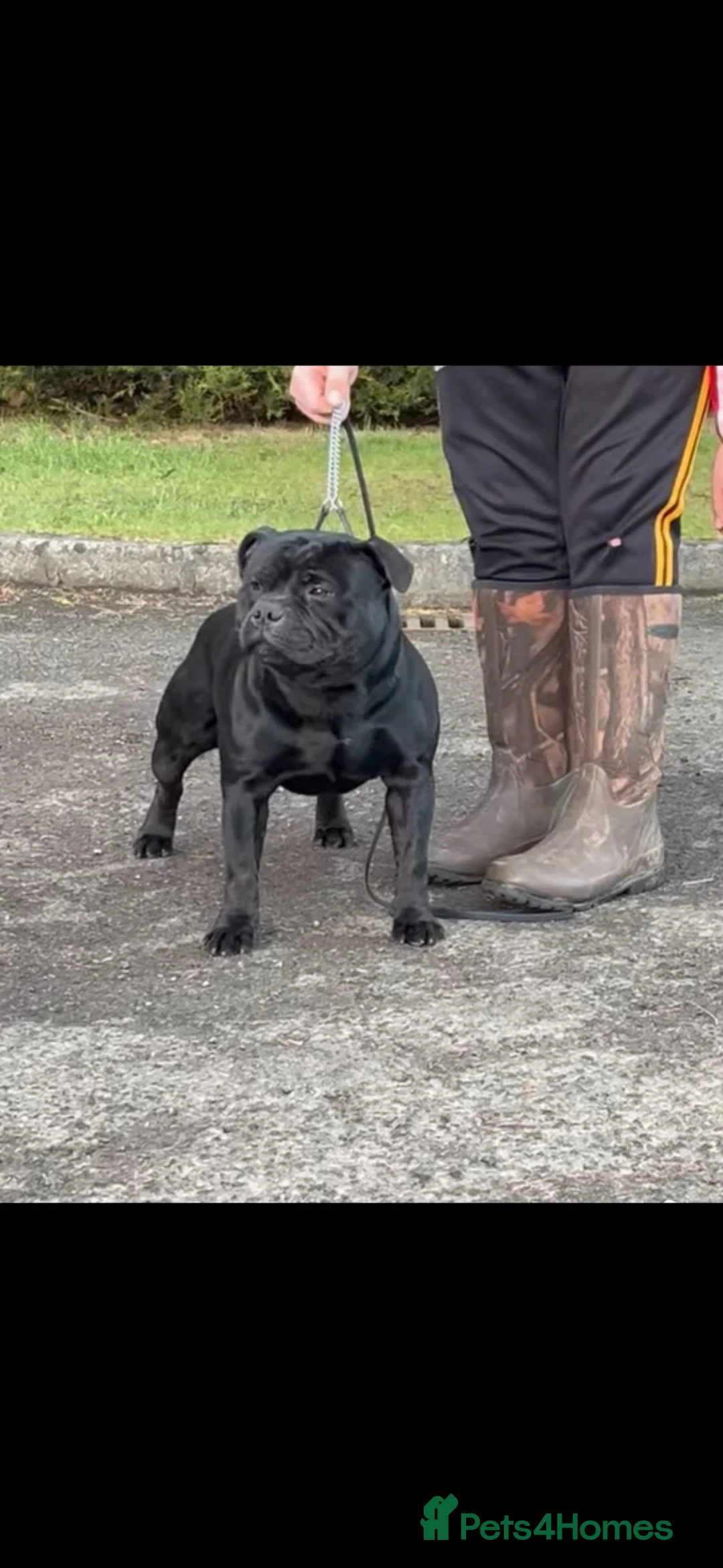Staffordshire Bull Terrier dogs for sale: Staffordshire pups ready now  - Advert 9