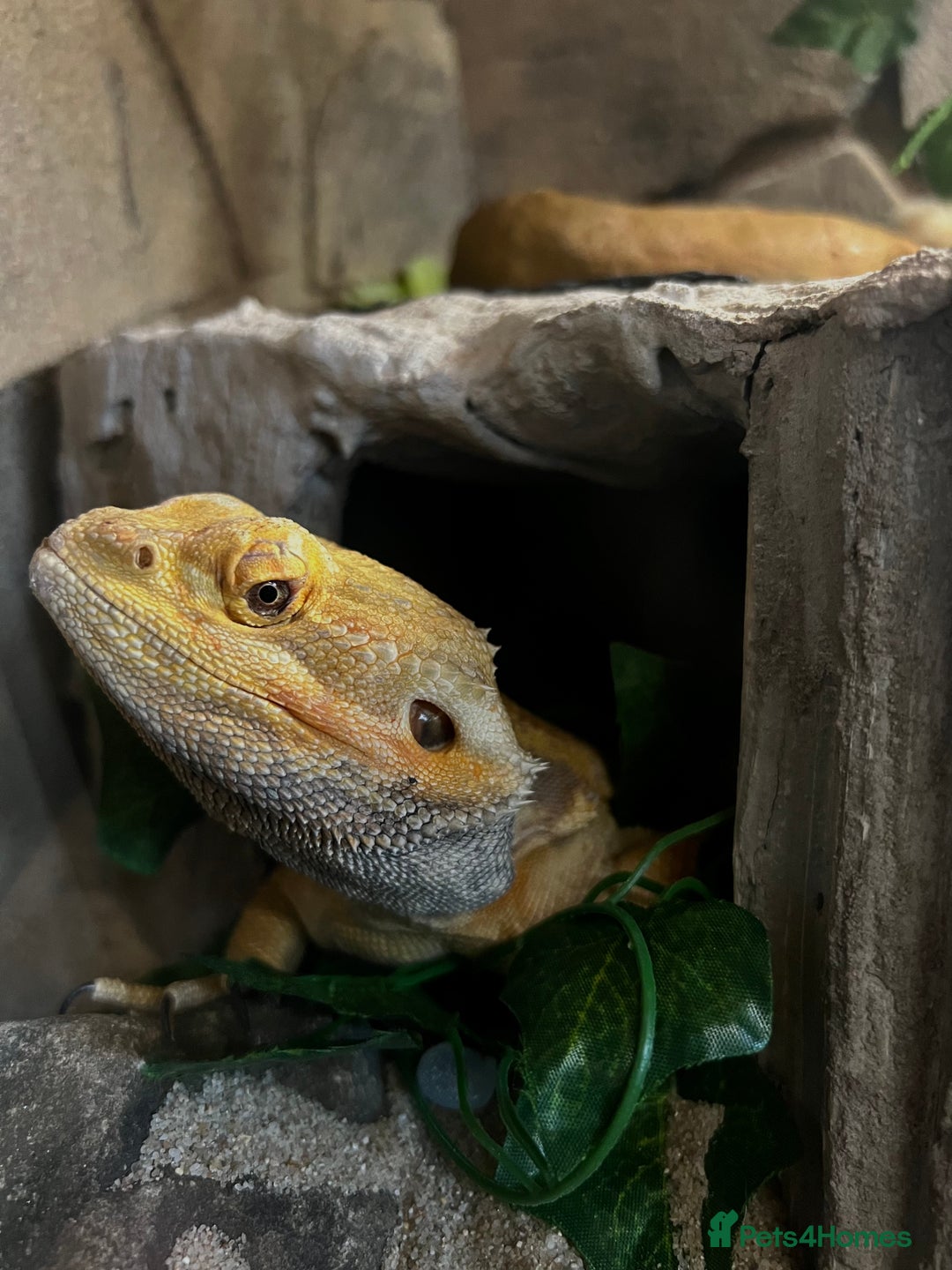 Bearded Dragon reptiles for sale: Male bearded dragon  - Image 7