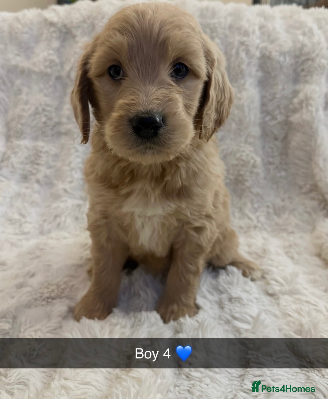 Goldendoodle dogs for sale: Beautiful golden doodles  - Advert 9
