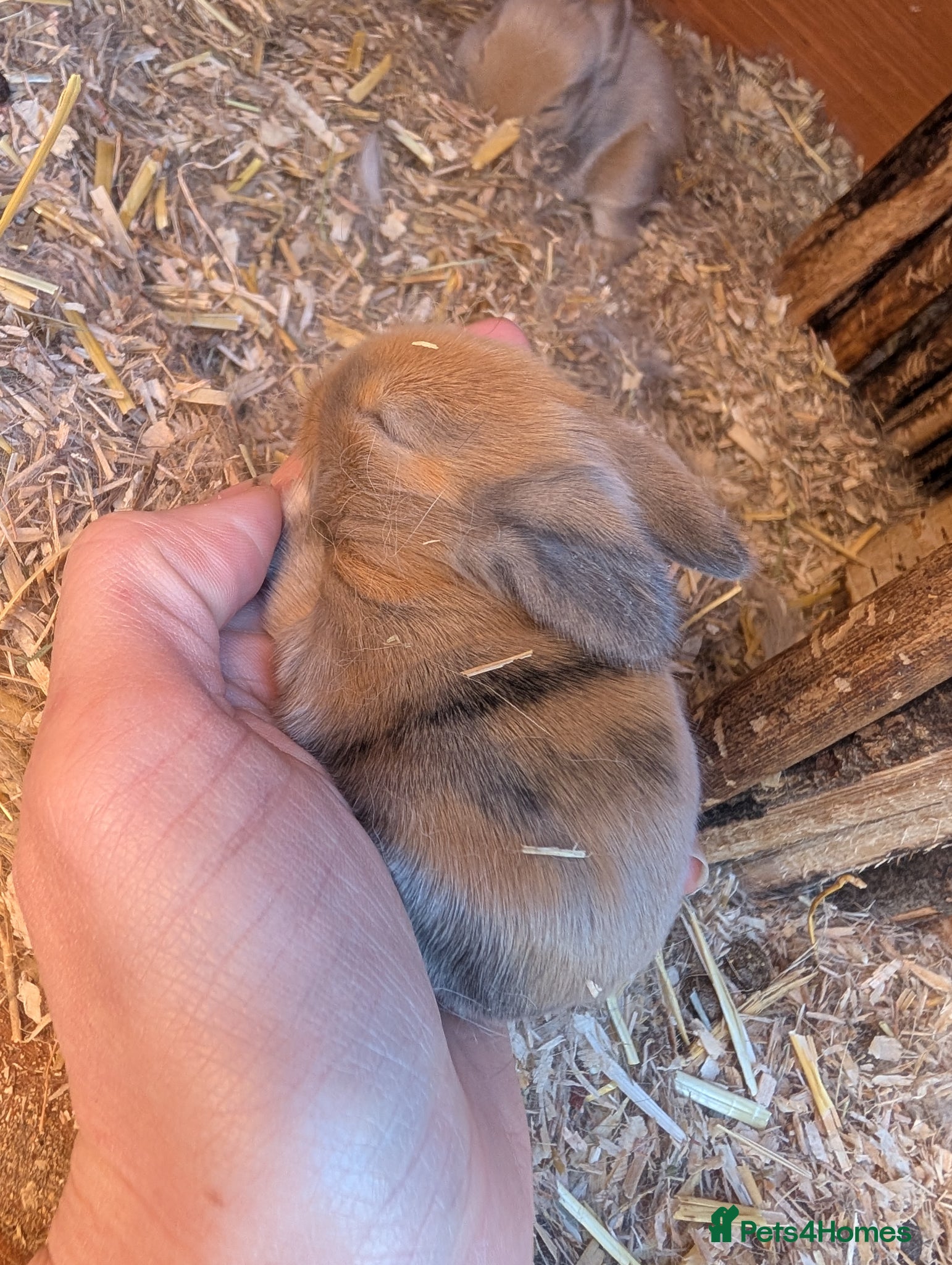 Mini Lion Lop rabbits 5 absolutely adorable baby bunnies  - Advert 1