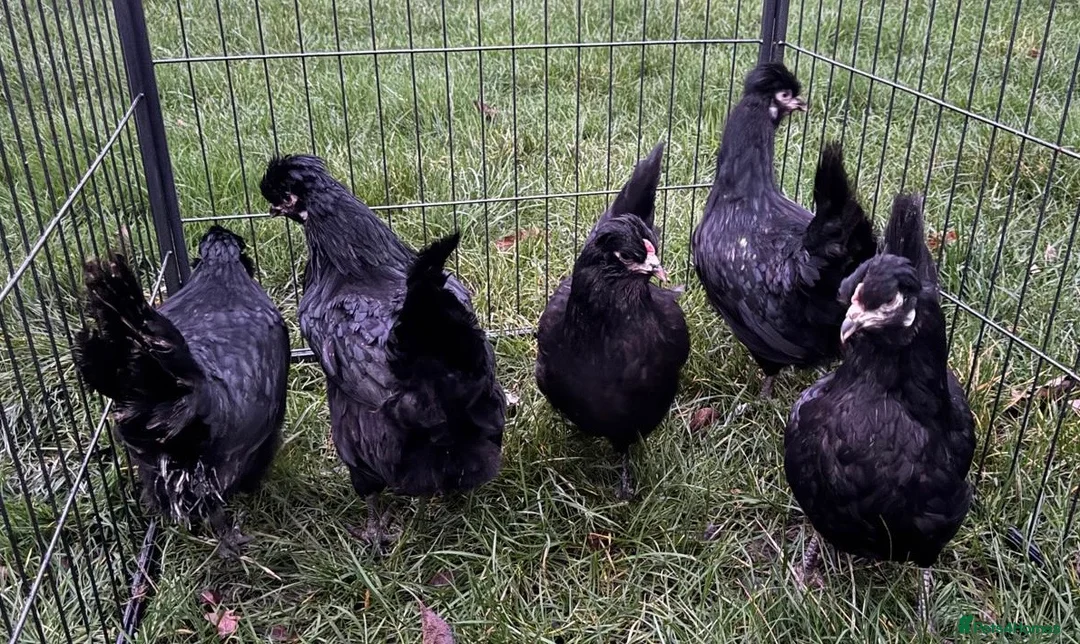 Chickens poultry for sale: Araucana chickens - Advert 2