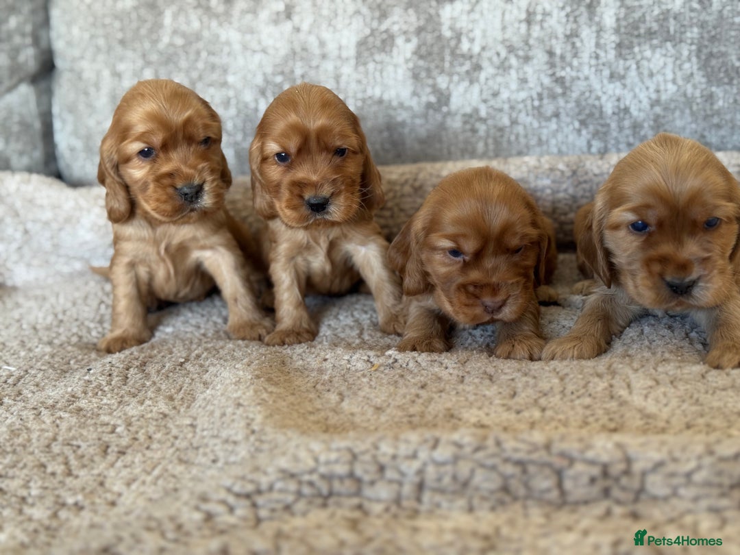 Cocker Spaniel dogs for sale: BEAUTIFUL KC REGISTERED SHOW TYPE HEALTH TESTED - Image 13