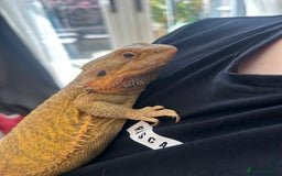 Bearded Dragon reptiles for sale: Bearded dragon  - Image 2