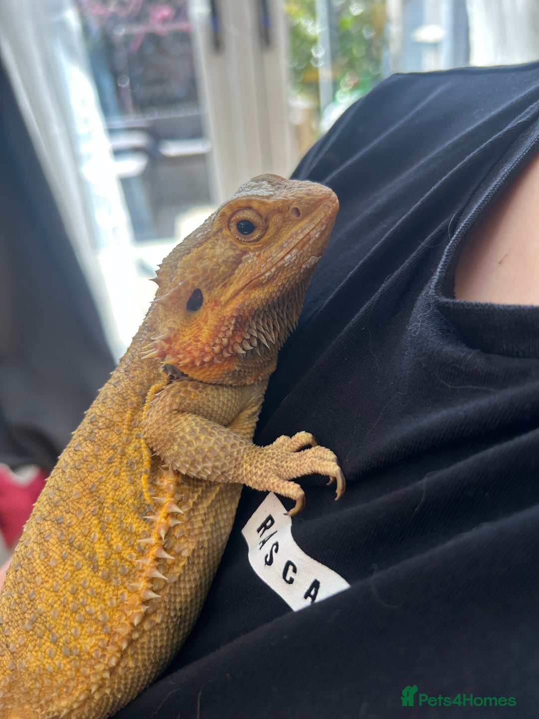 Bearded Dragon reptiles for sale: Bearded dragon  - Image 2