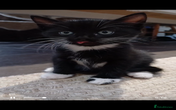 Mixed Breed cats for sale: 5 beautiful kittens  - Image 5