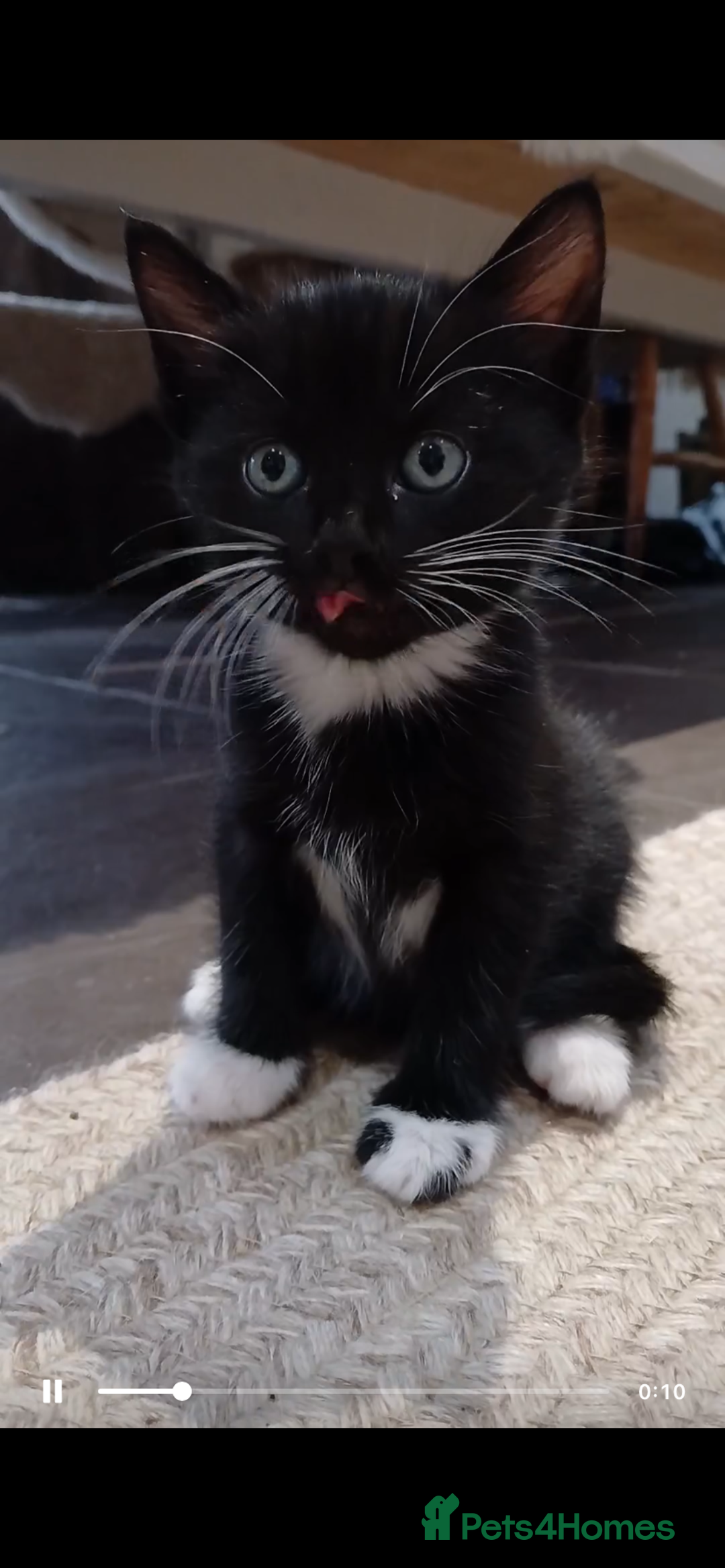 Mixed Breed cats for sale: 5 beautiful kittens  - Image 5