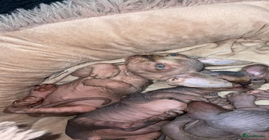 Sphynx cats - Advert 8