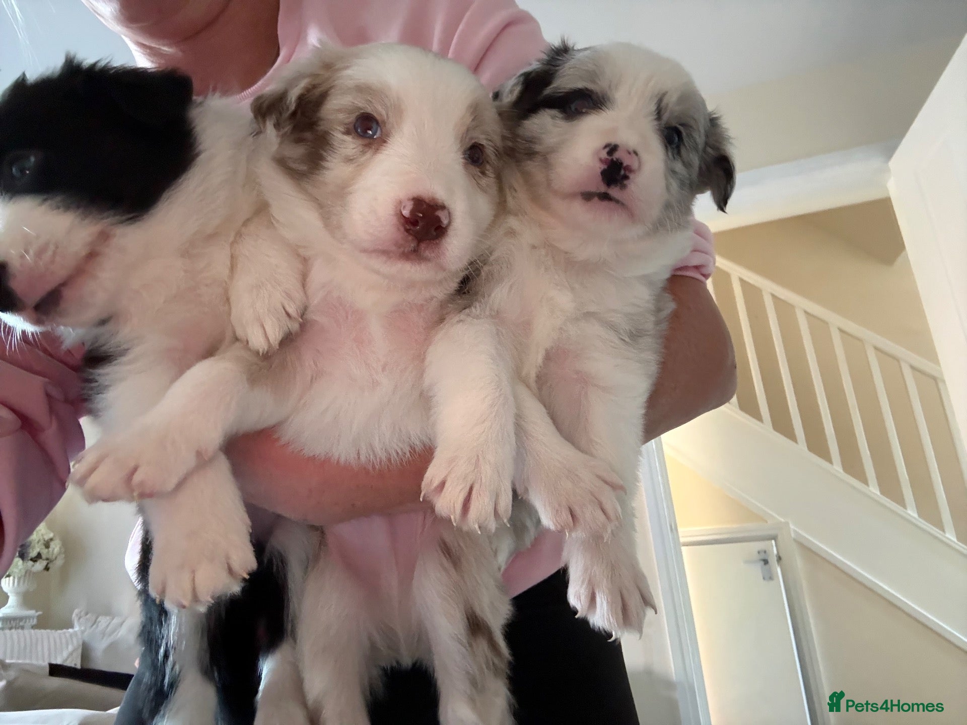 Border Collie dogs  Long coated pure bred collie puppies blue merles  - Advert 1