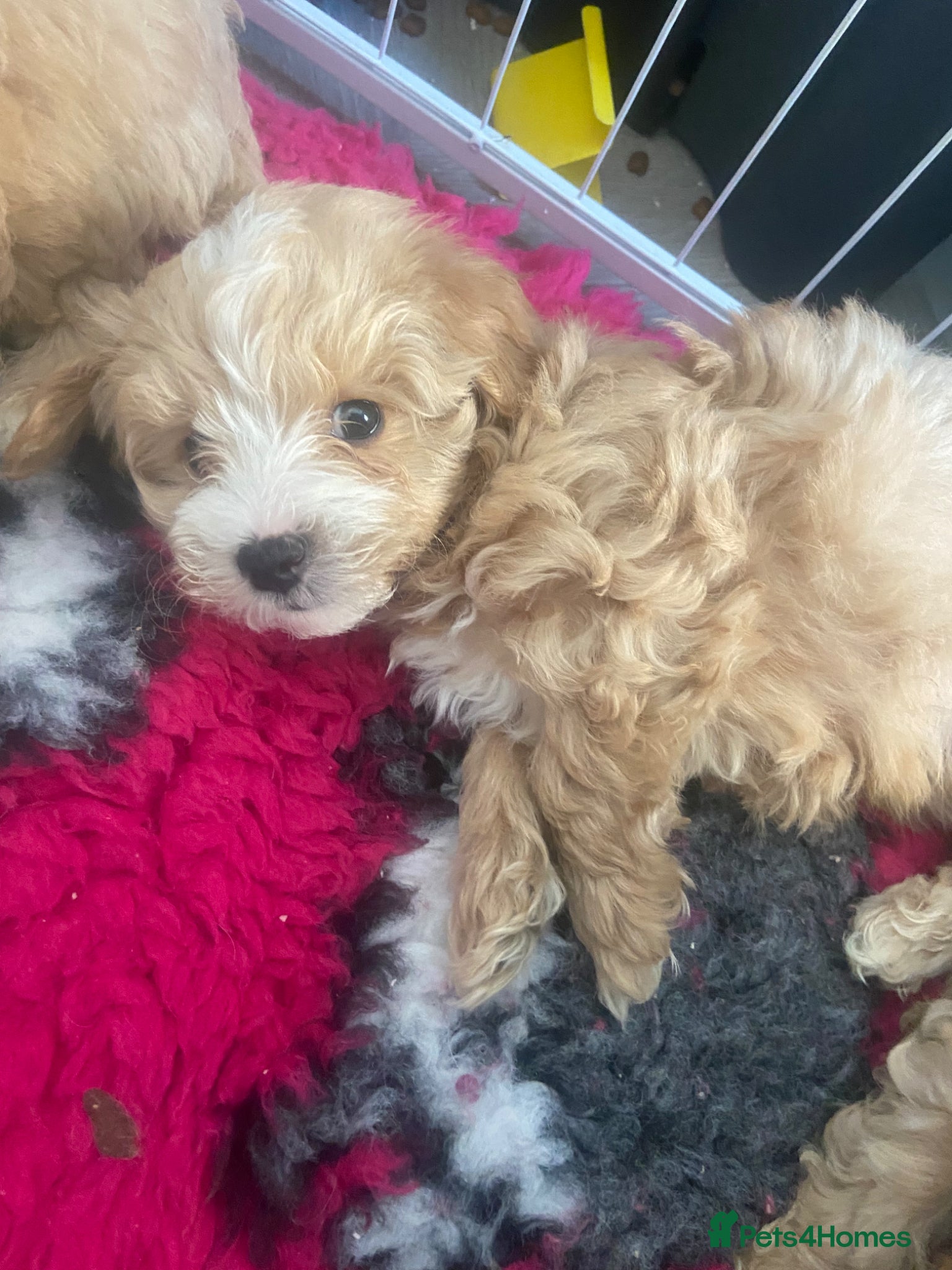 Maltipoo dogs F1 TOY maltipoos,parents dna health clear🏆blood - Advert 16