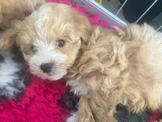 Maltipoo dogs F1 TOY maltipoos,parents dna health clear🏆blood - Advert 7