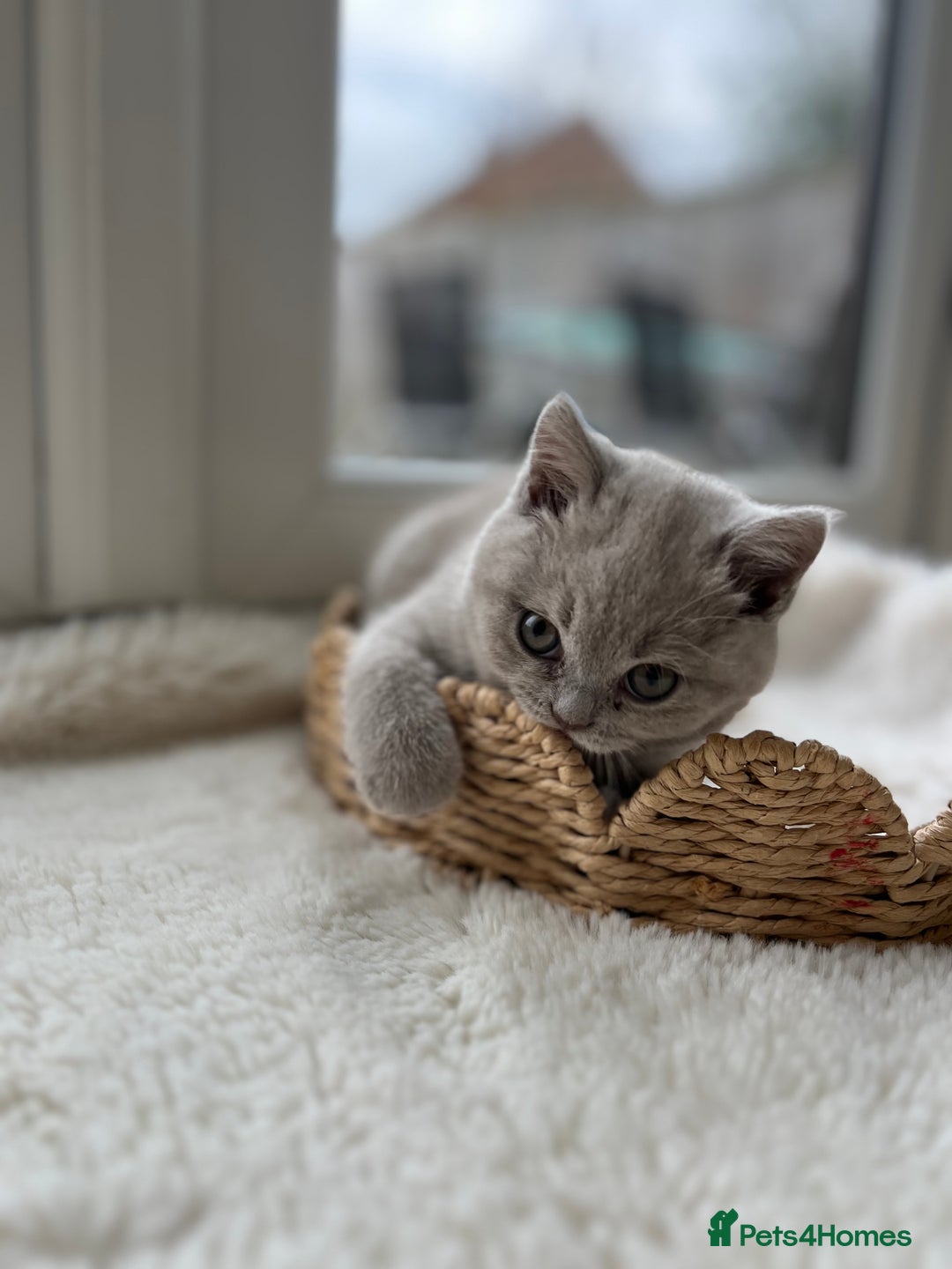 British Shorthair cats for sale: British shorthair kittens - Advert 9