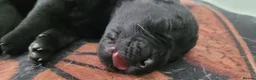 Labrador Retriever dogs for sale: KC Reg Black Labrador Puppies – Ready to Reserve - Advert 6