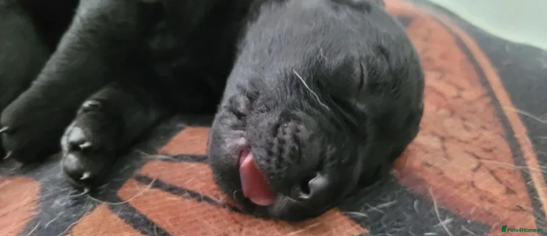 Labrador Retriever dogs for sale: KC Reg Black Labrador Puppies – Ready to Reserve - Advert 6