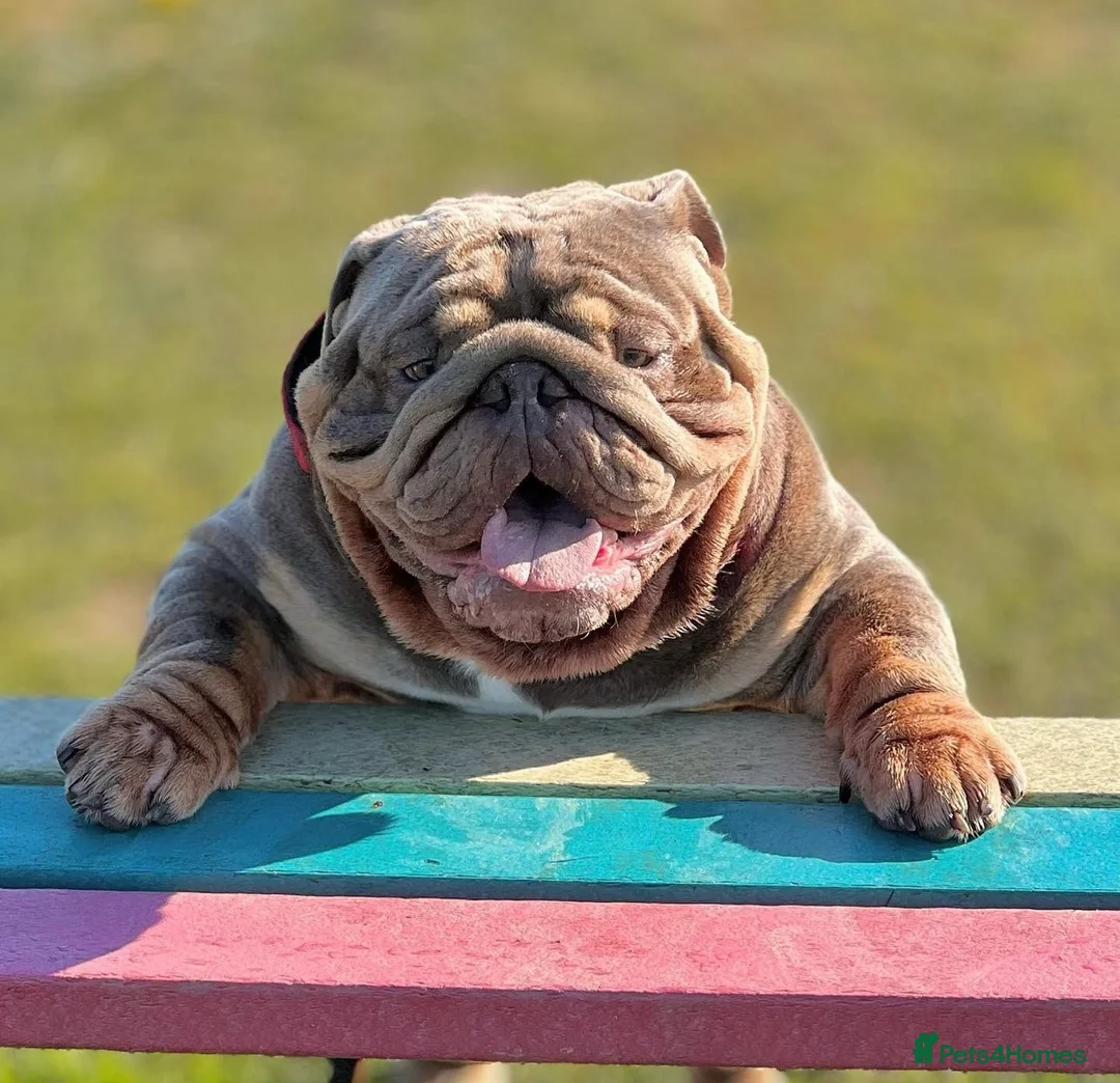 English Bulldog dogs for stud: CREATEABULLZ 🚨LOADED-LUX REDUCED  in Manchester - Advert 14